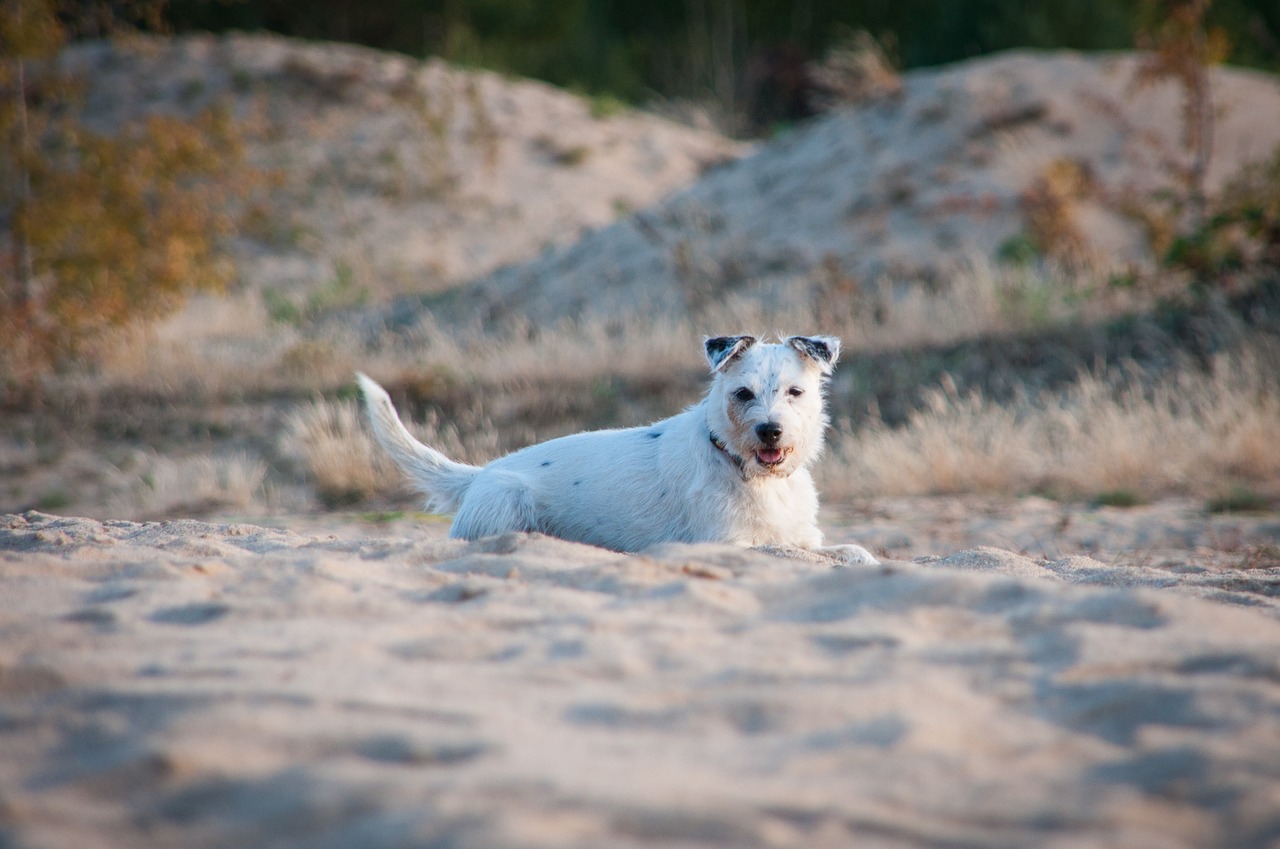 dog  sand  sand hill free photo