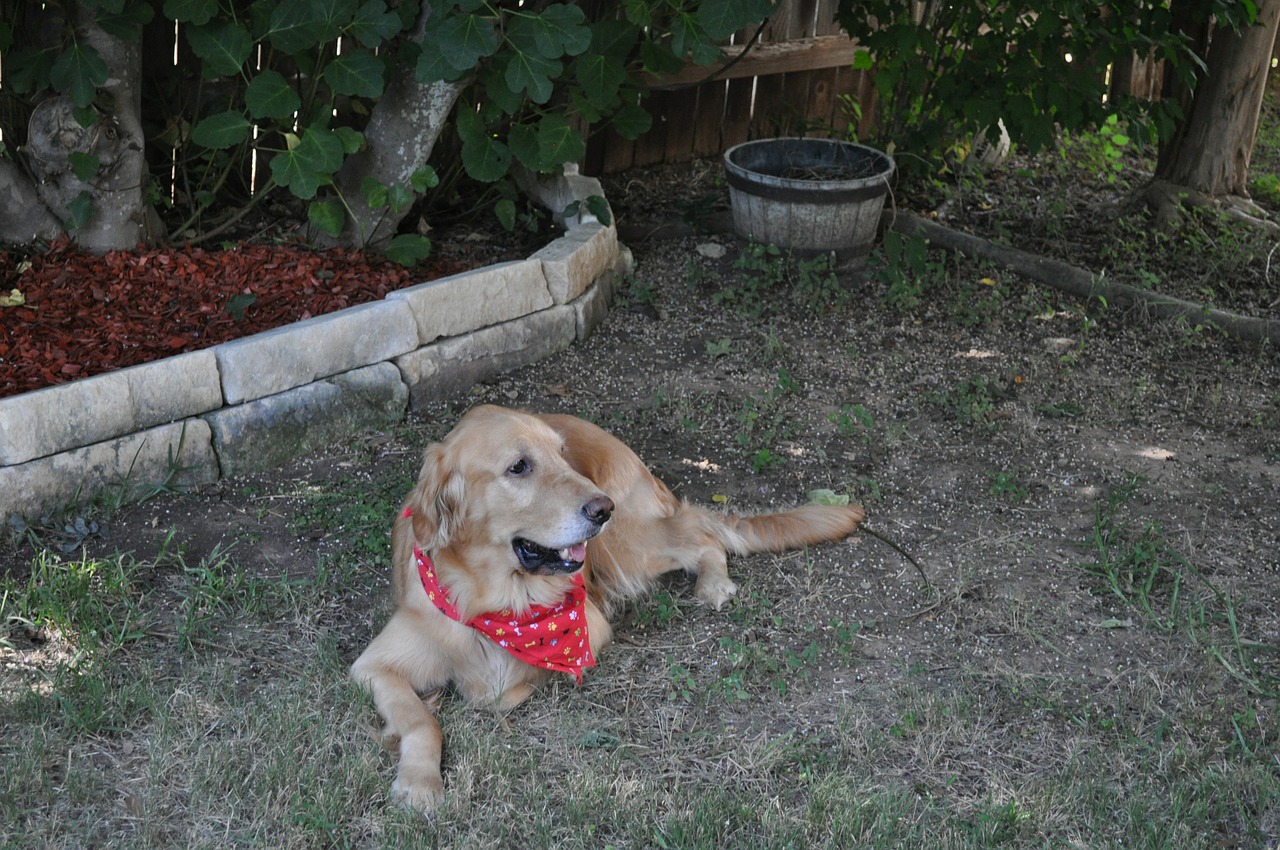 dog golden retriever free photo