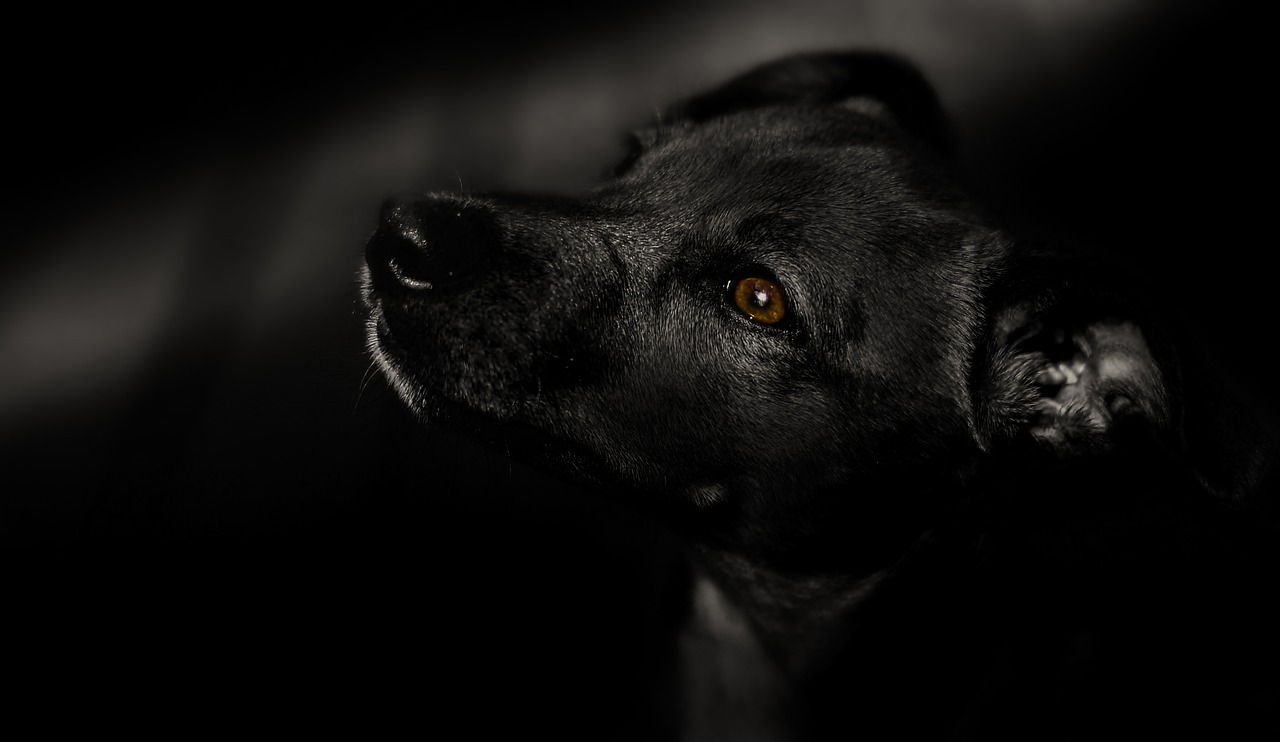 dog  black  pet free photo