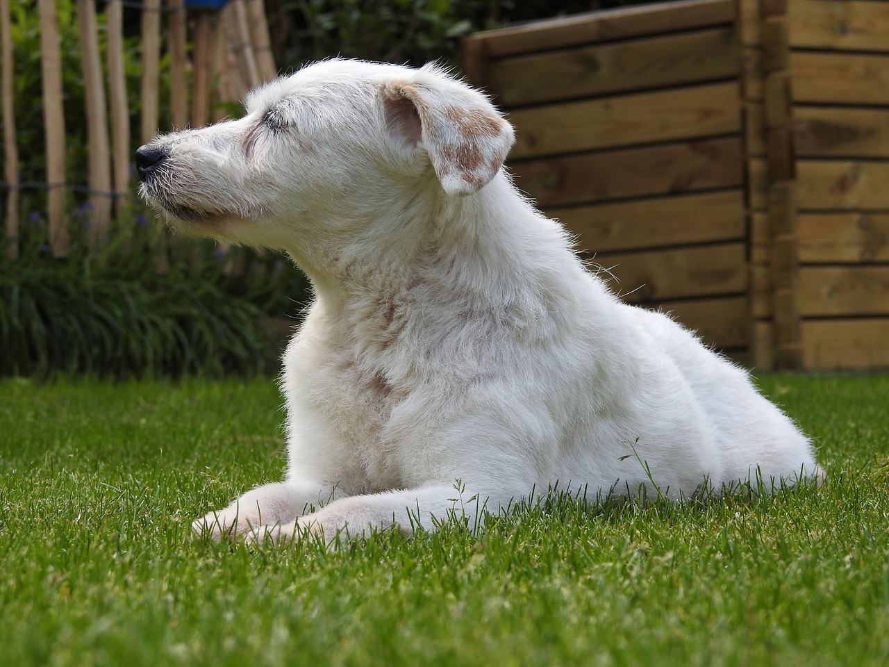 dog  parson russell terrier  terrier free photo