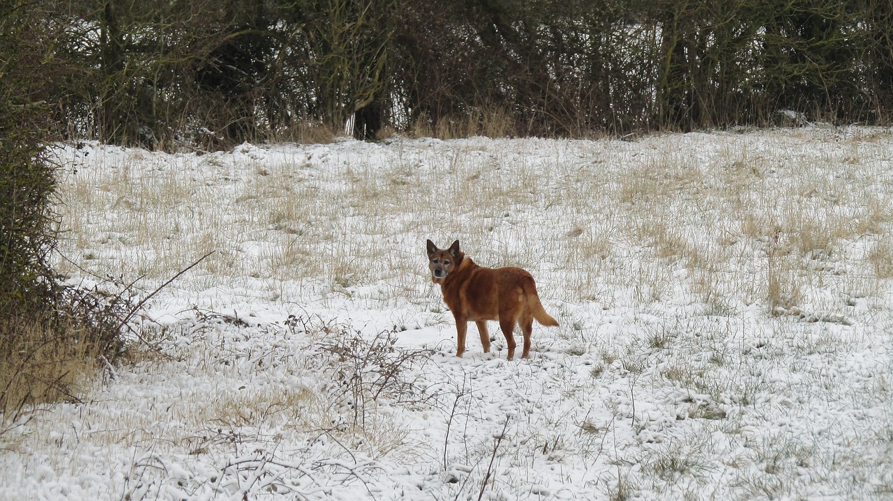 dog  winter  snow free photo