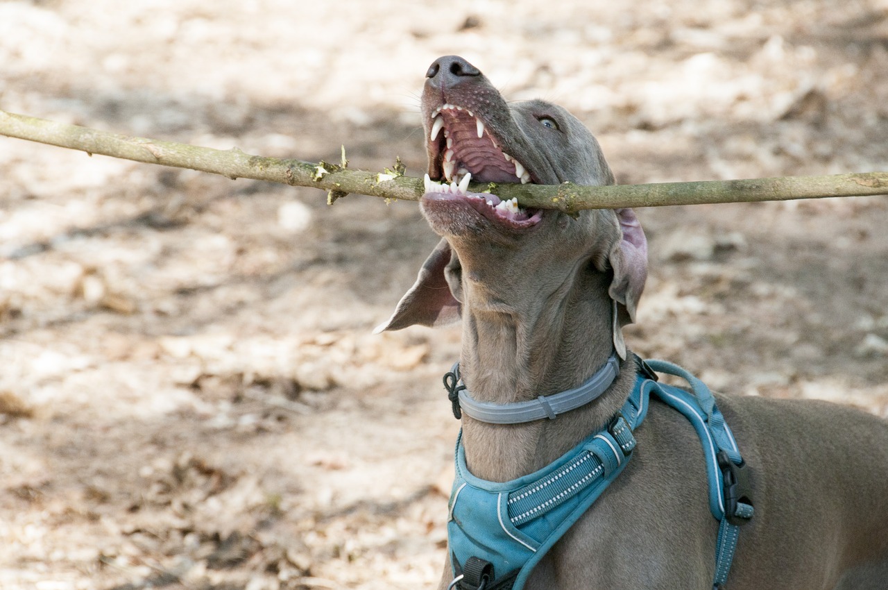 dog  teeth  mammal free photo