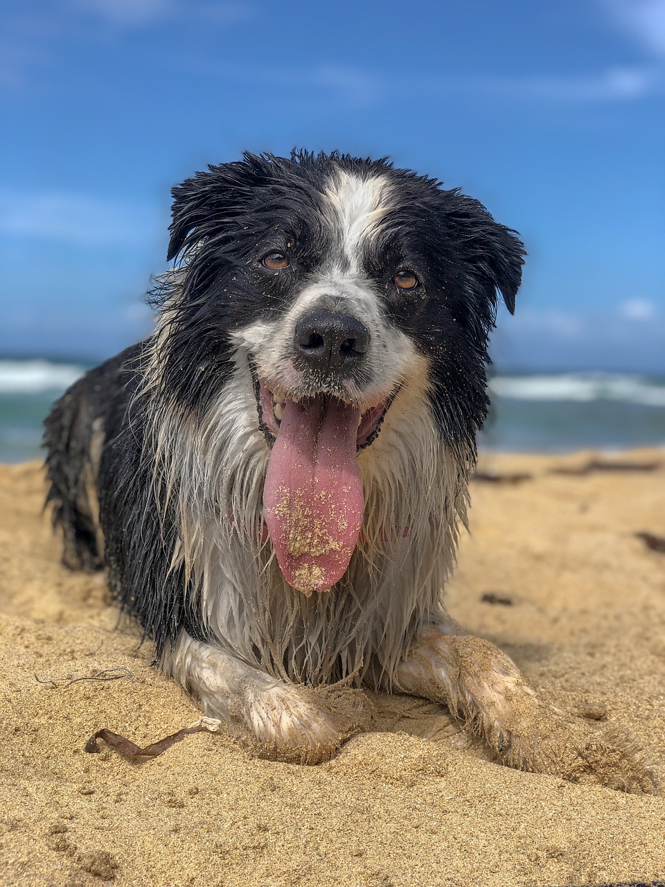 dog  happy  beach free photo