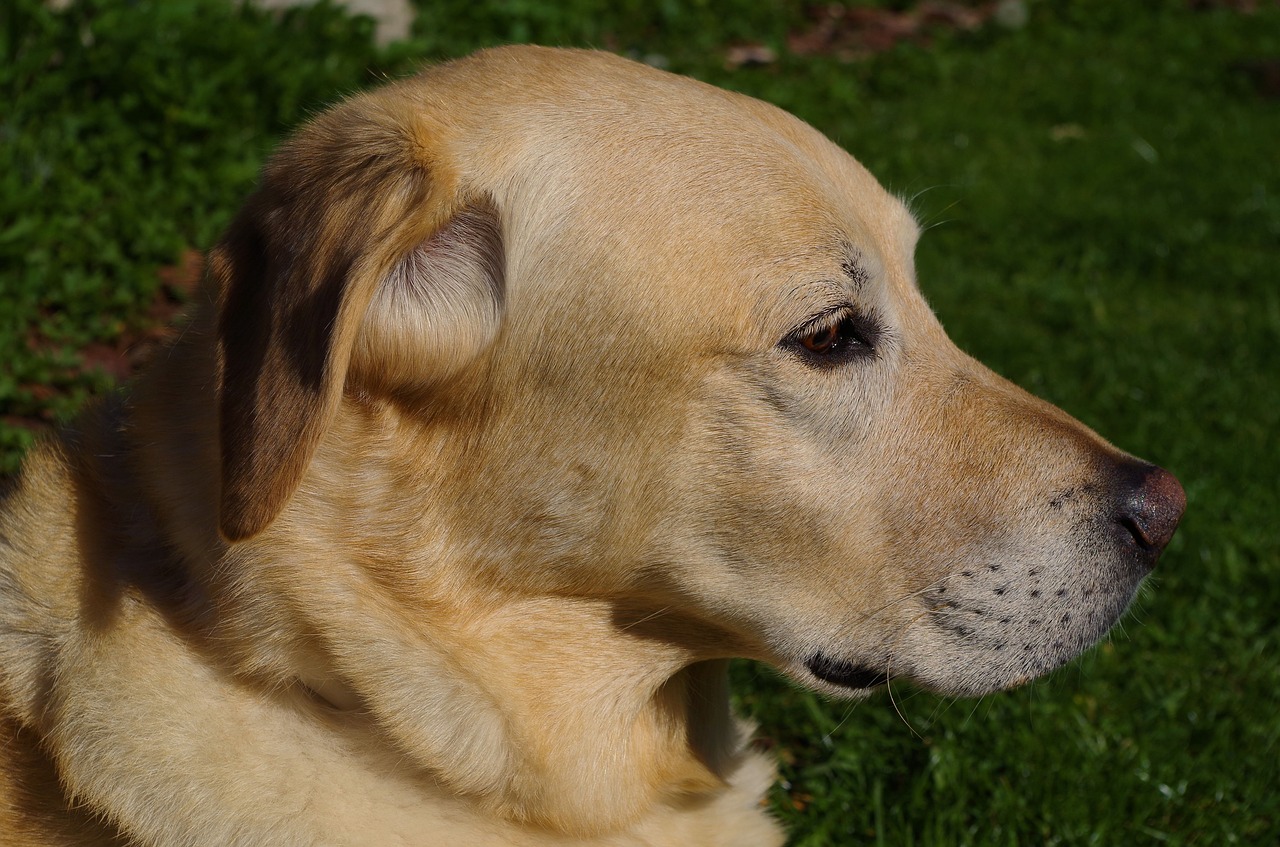 dog  labrador  pet free photo