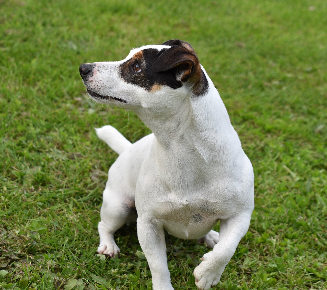 dog  jack russel  terrier free photo