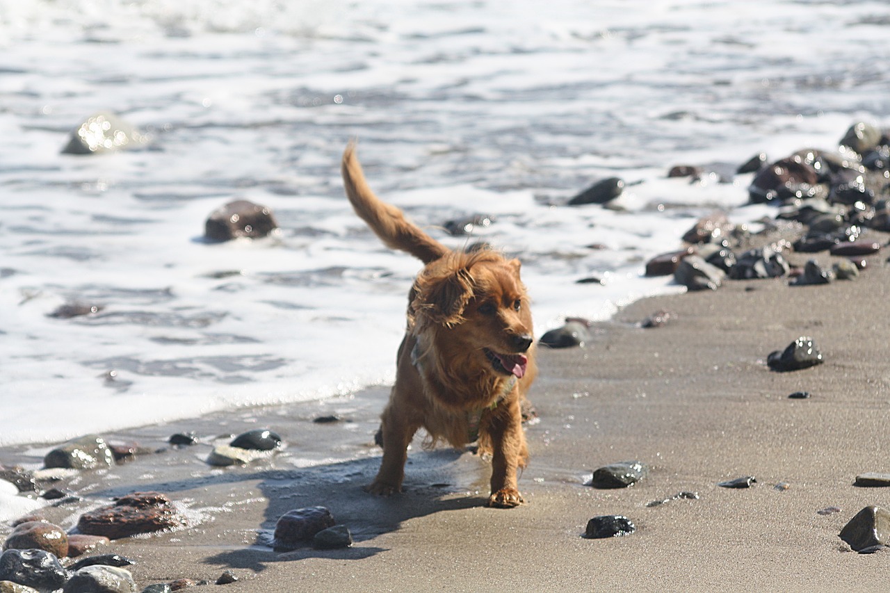 dog  portrait  animal free photo