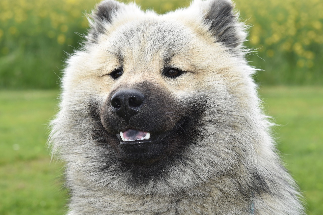 dog  dog eurasier  dog nordic race free photo