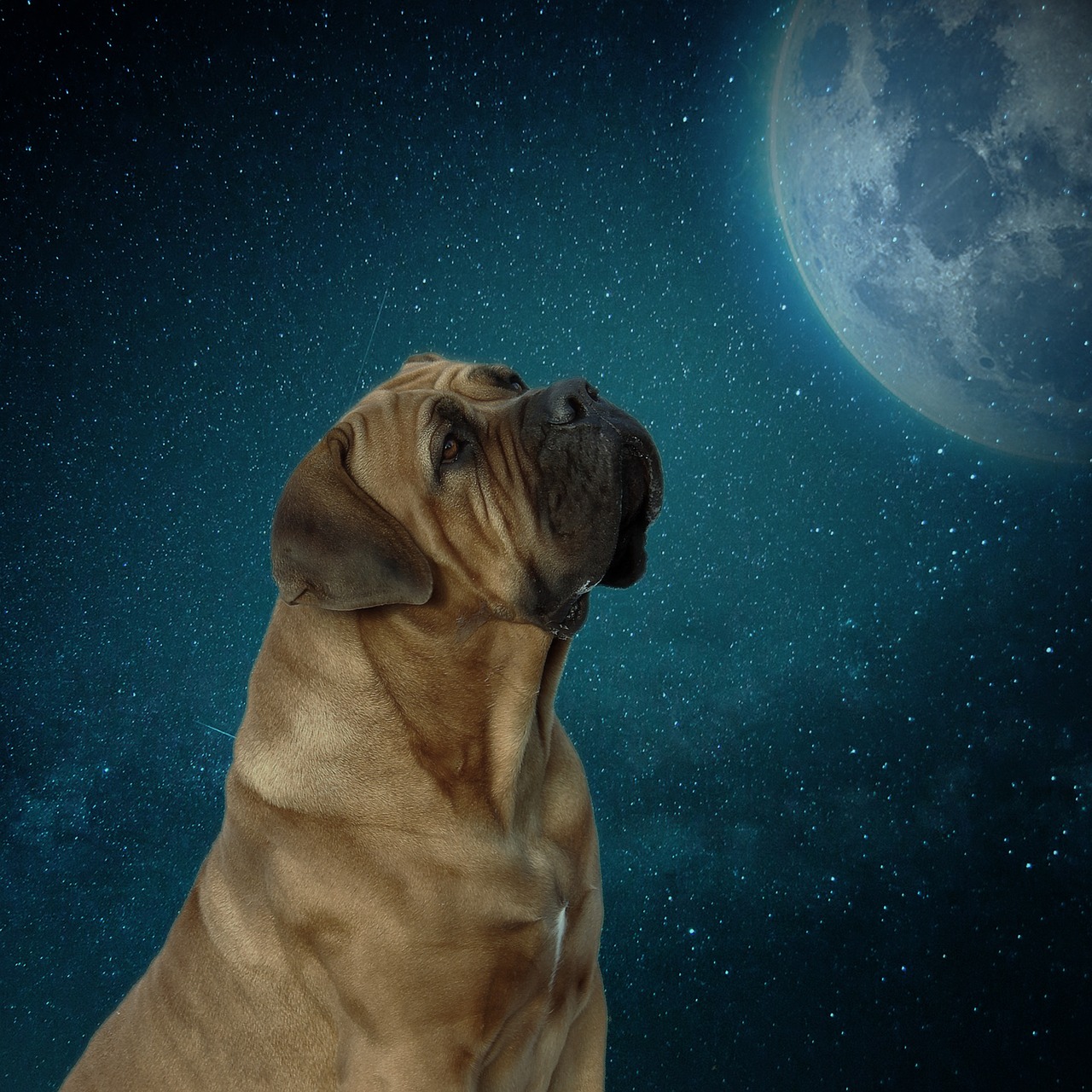 dog  moon  moonlight free photo