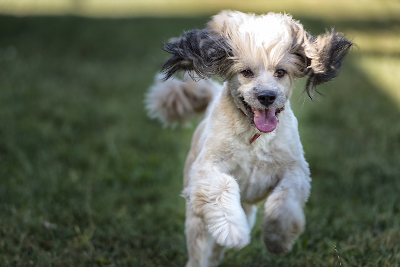 dog  happy  cute free photo