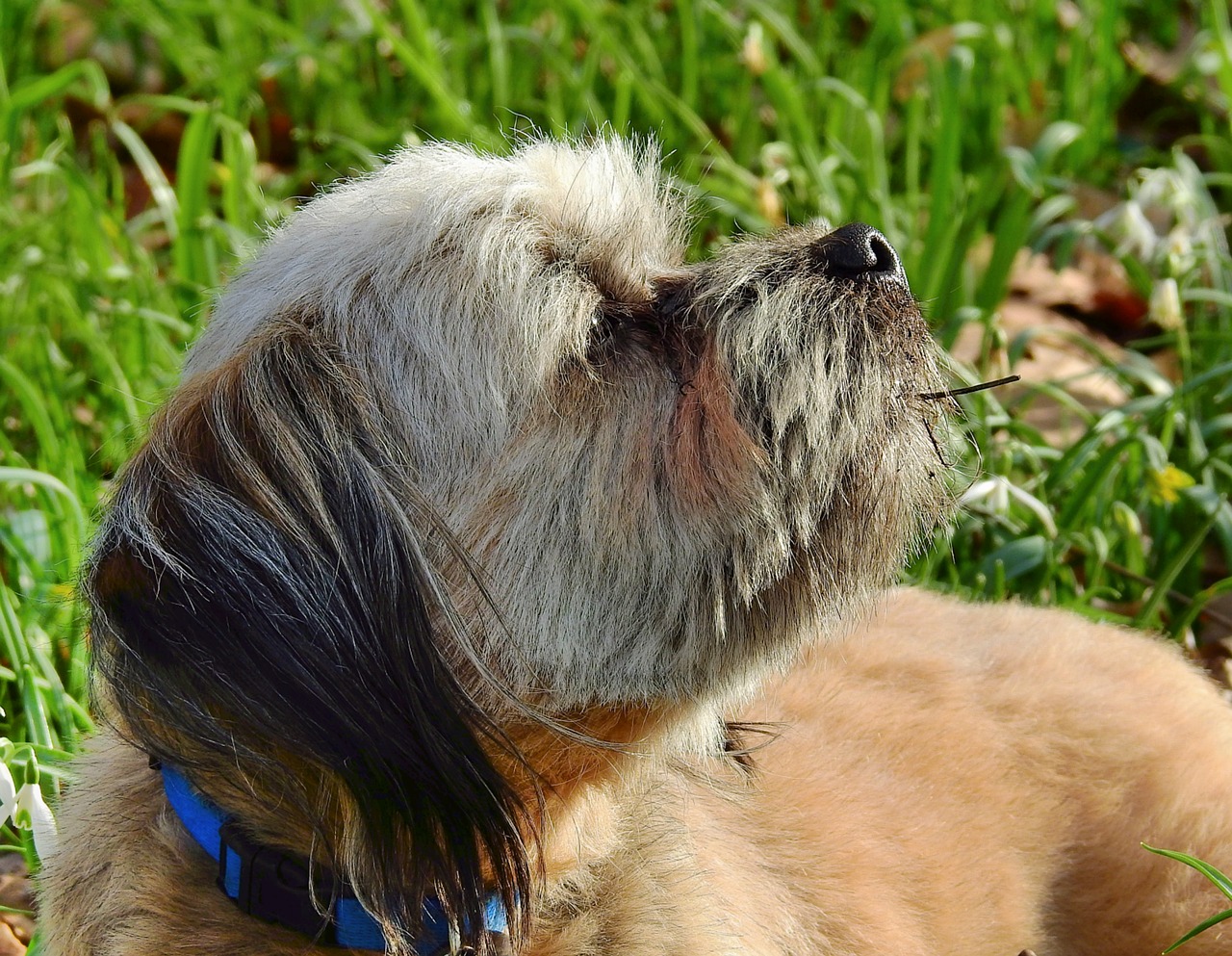 dog  portrait  the head of the free photo