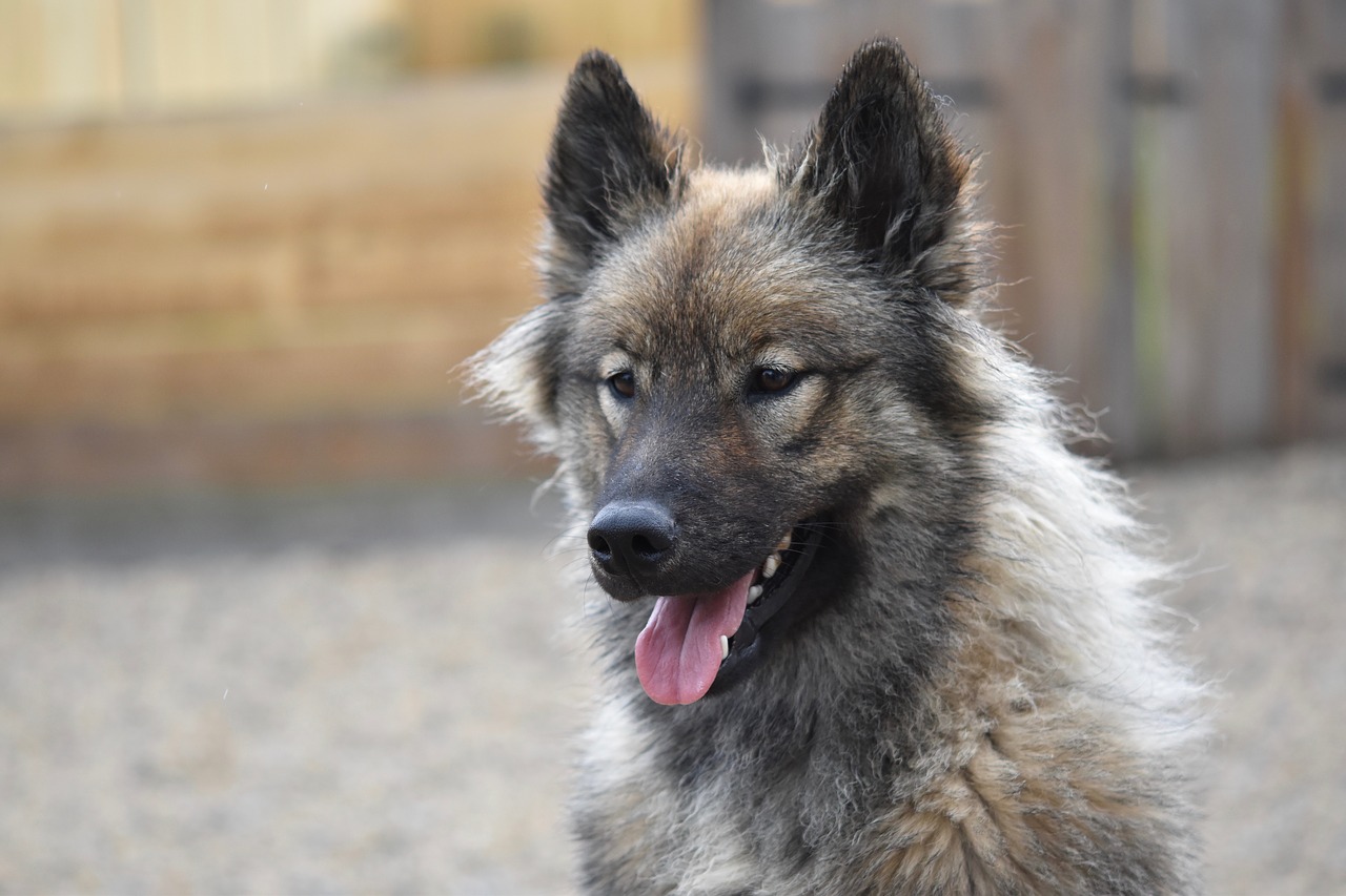 dog  bitch  dog eurasier orlaya-blue free photo