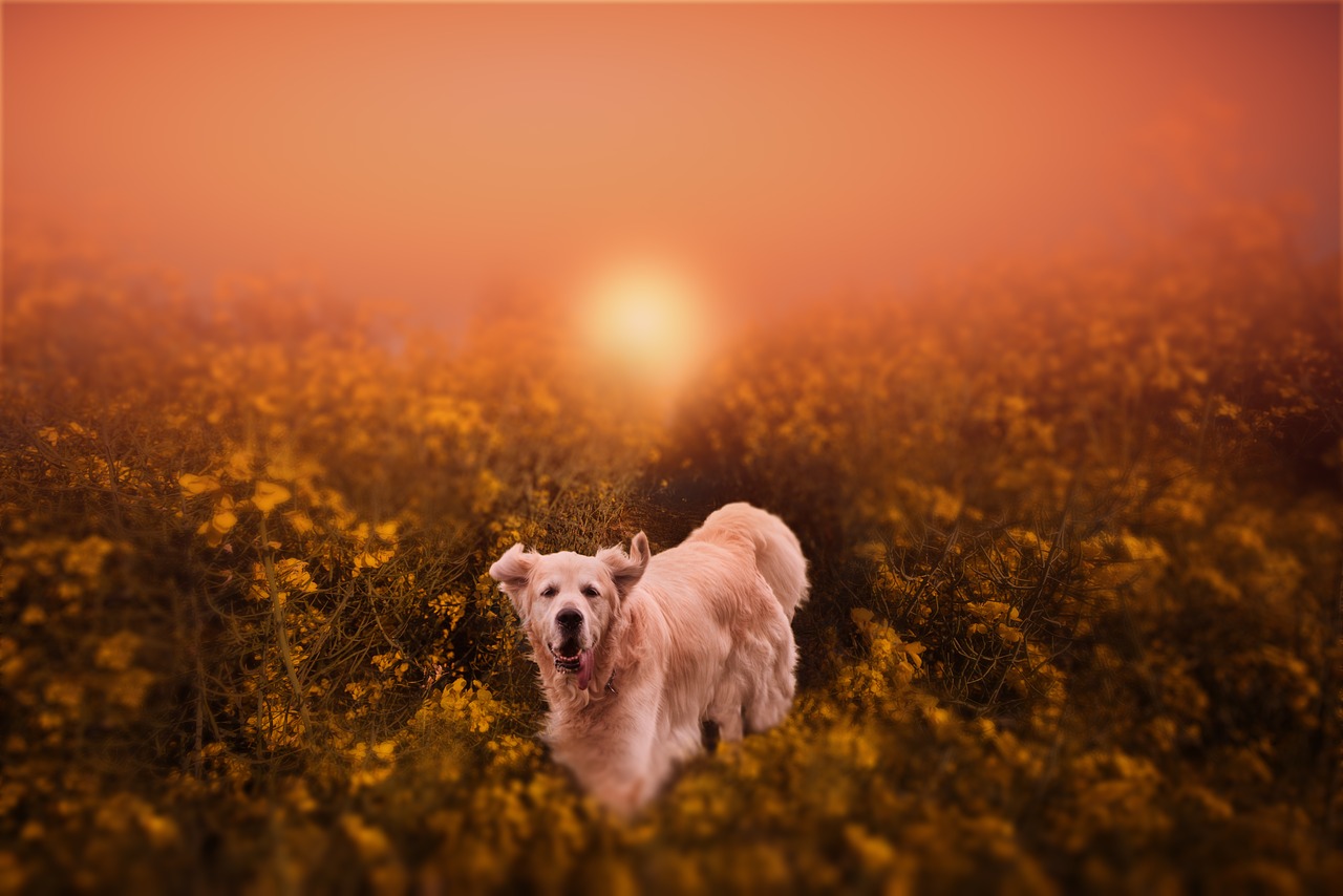 dog  animals  summer free photo