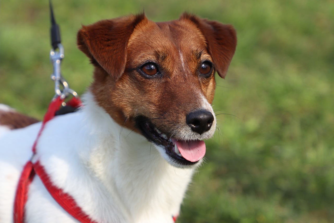 dog  jack russell  terrier free photo