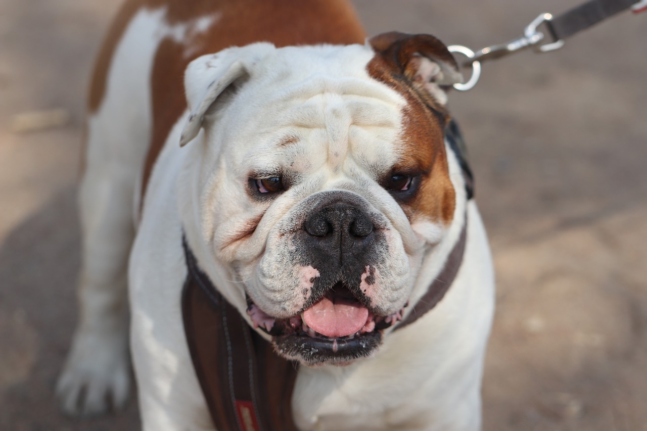 dog  english bulldog  bulldog free photo