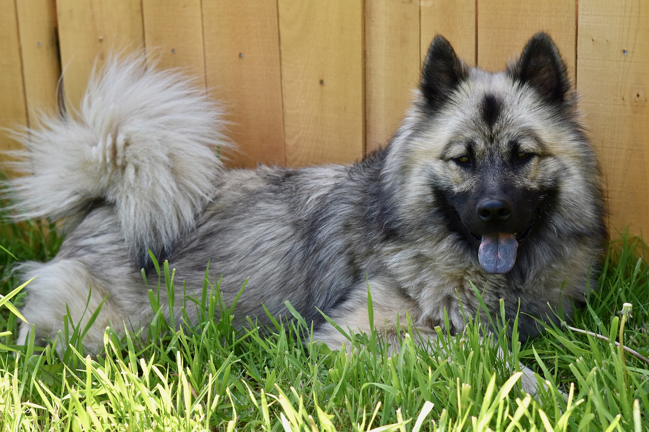 dog  dog eurasier noel-blue  young female free photo