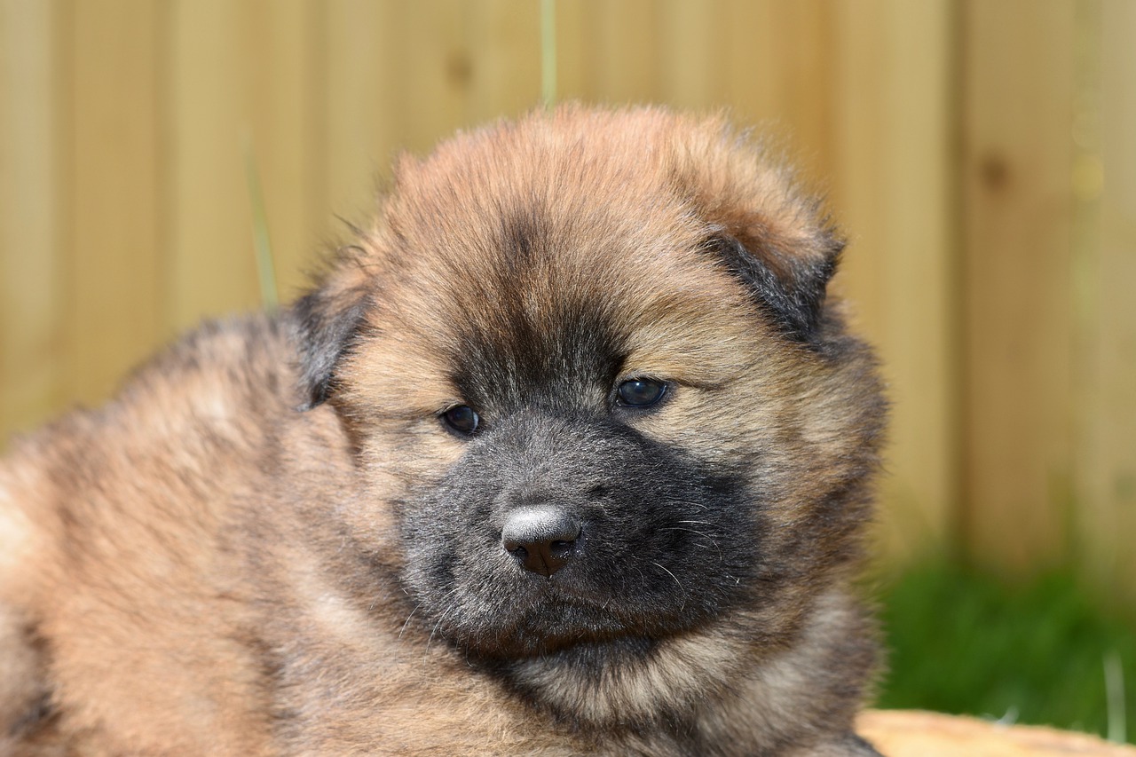 dog  bitch  eurasier puppy free photo