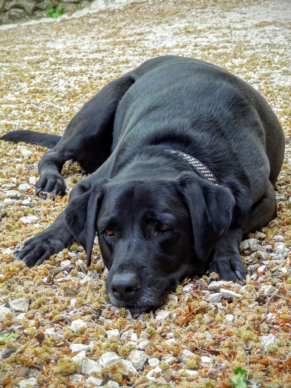 dog  labrador  animal free photo