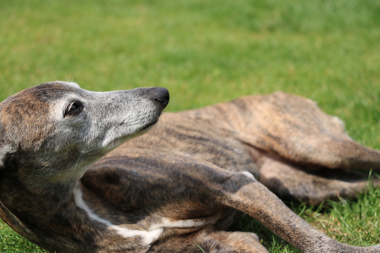 dog  whippet  annealed free photo