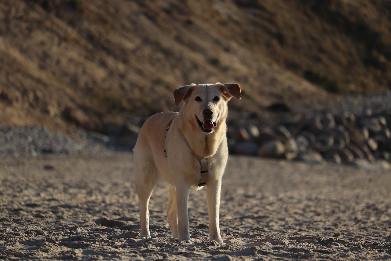 dog  beach  pet free photo