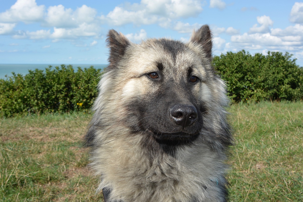 dog  bitch  dog eurasier free photo