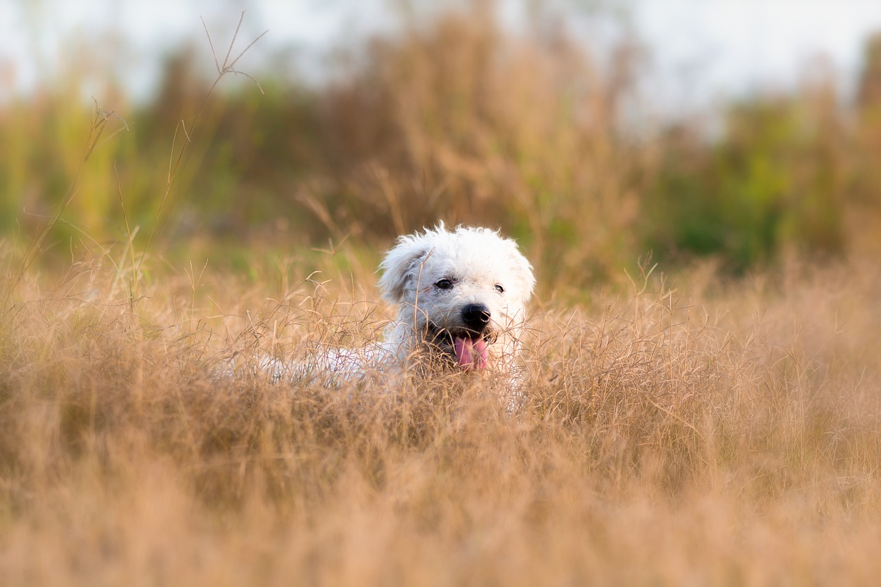 dog  pet  puppy free photo