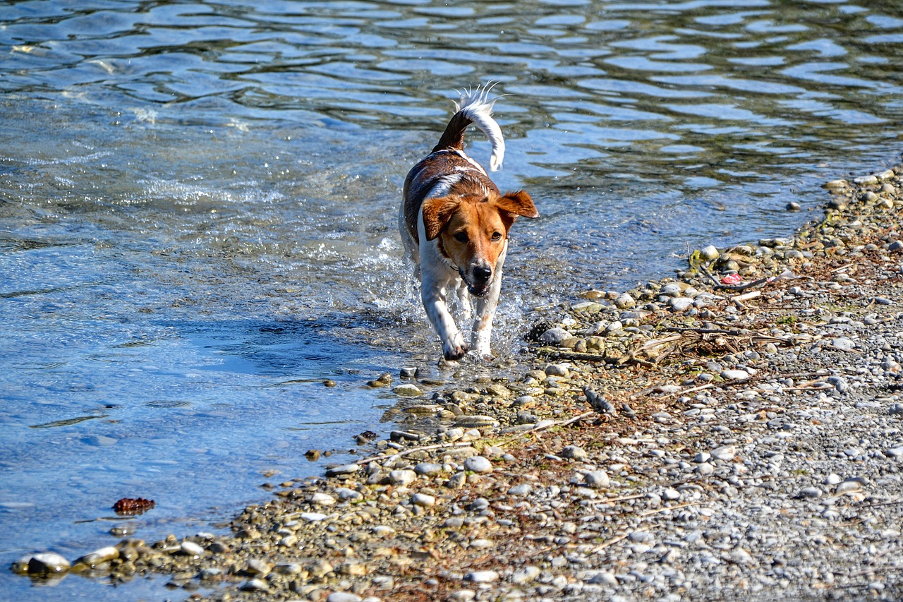 dog  water  pet free photo