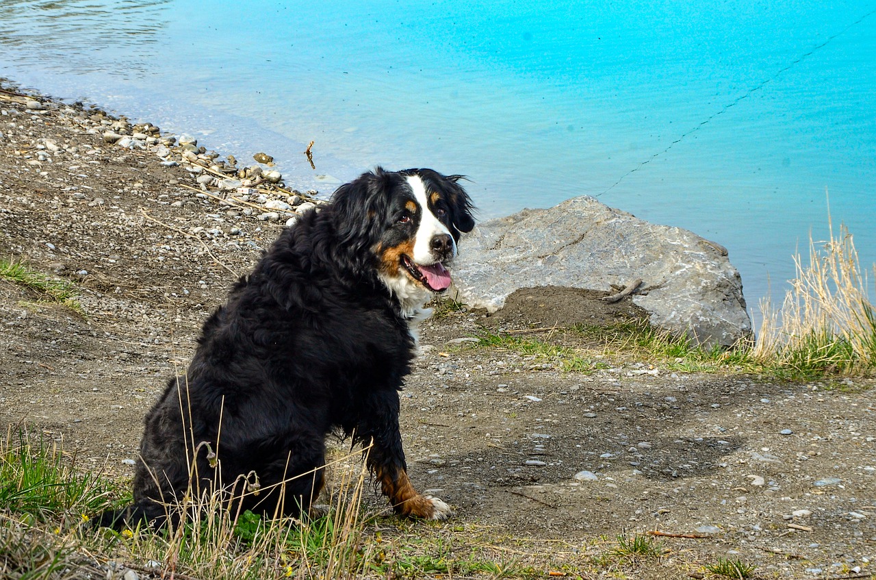 dog  lake  water free photo