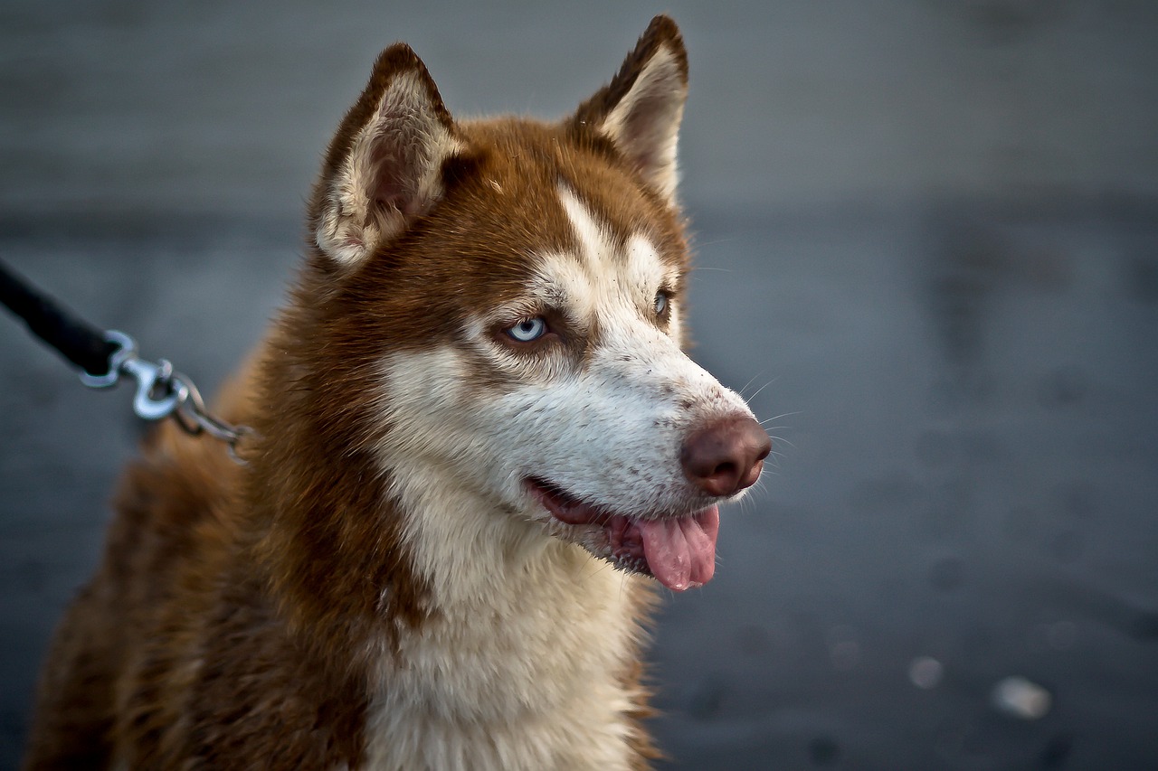 dog  animal  brown free photo