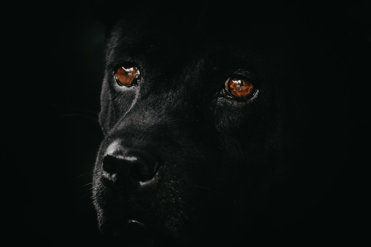 dog  black  animal free photo