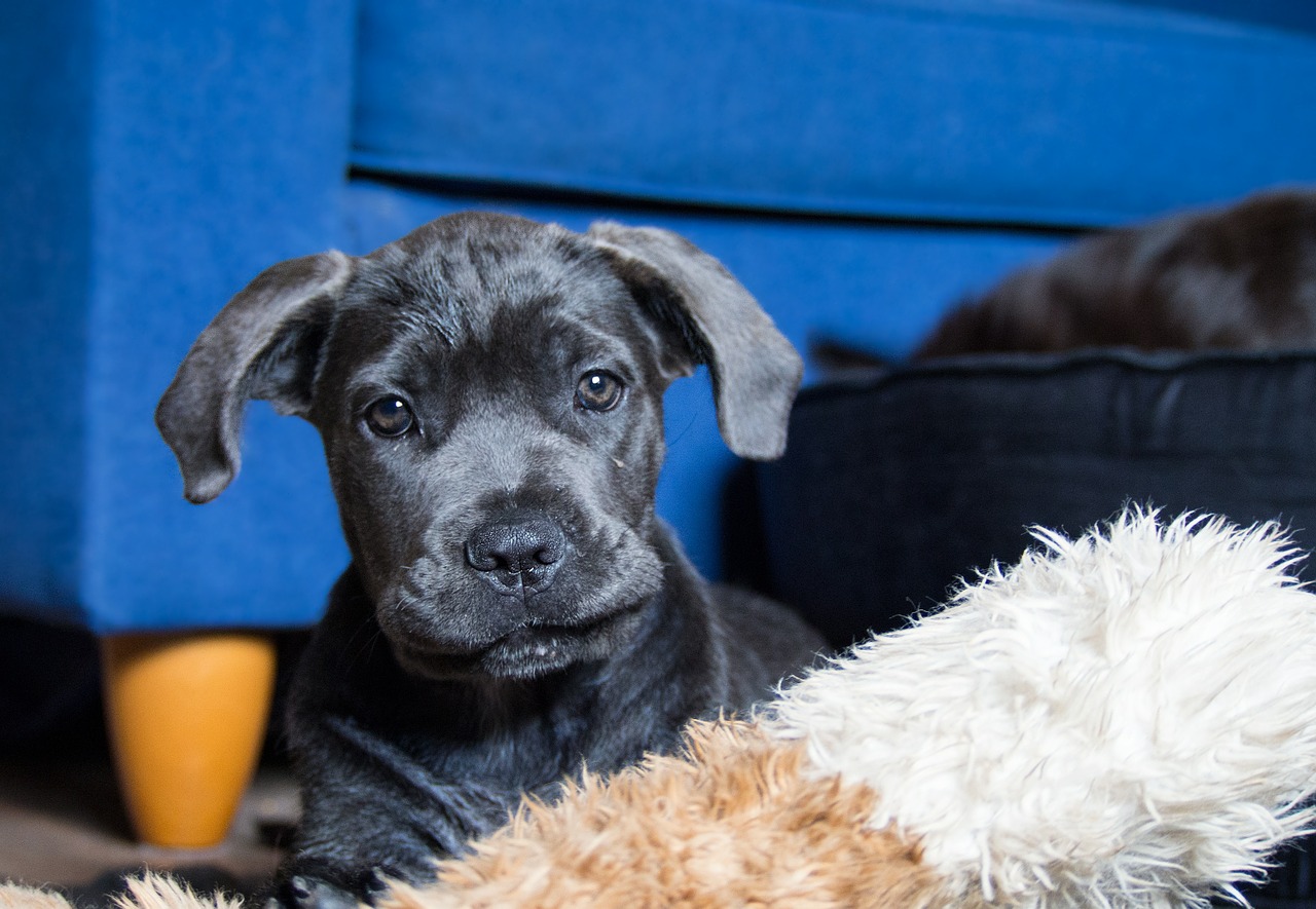 dog puppy cane corso free photo