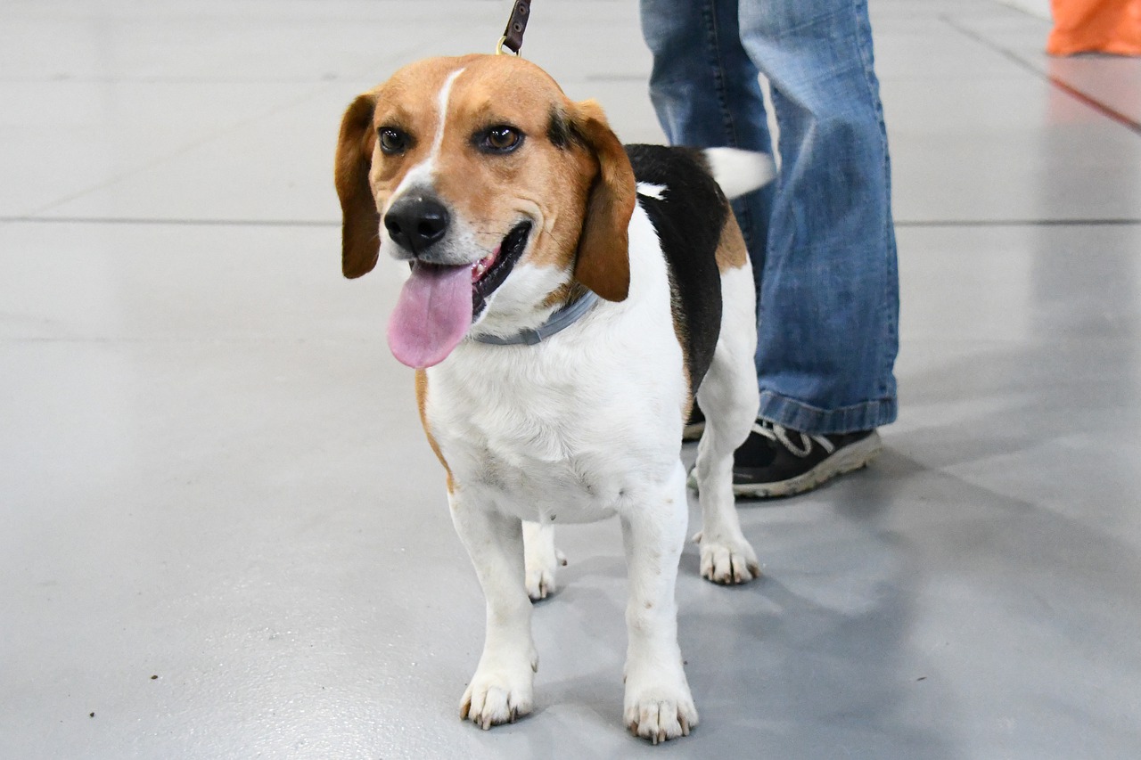 dog  beagle  leash free photo