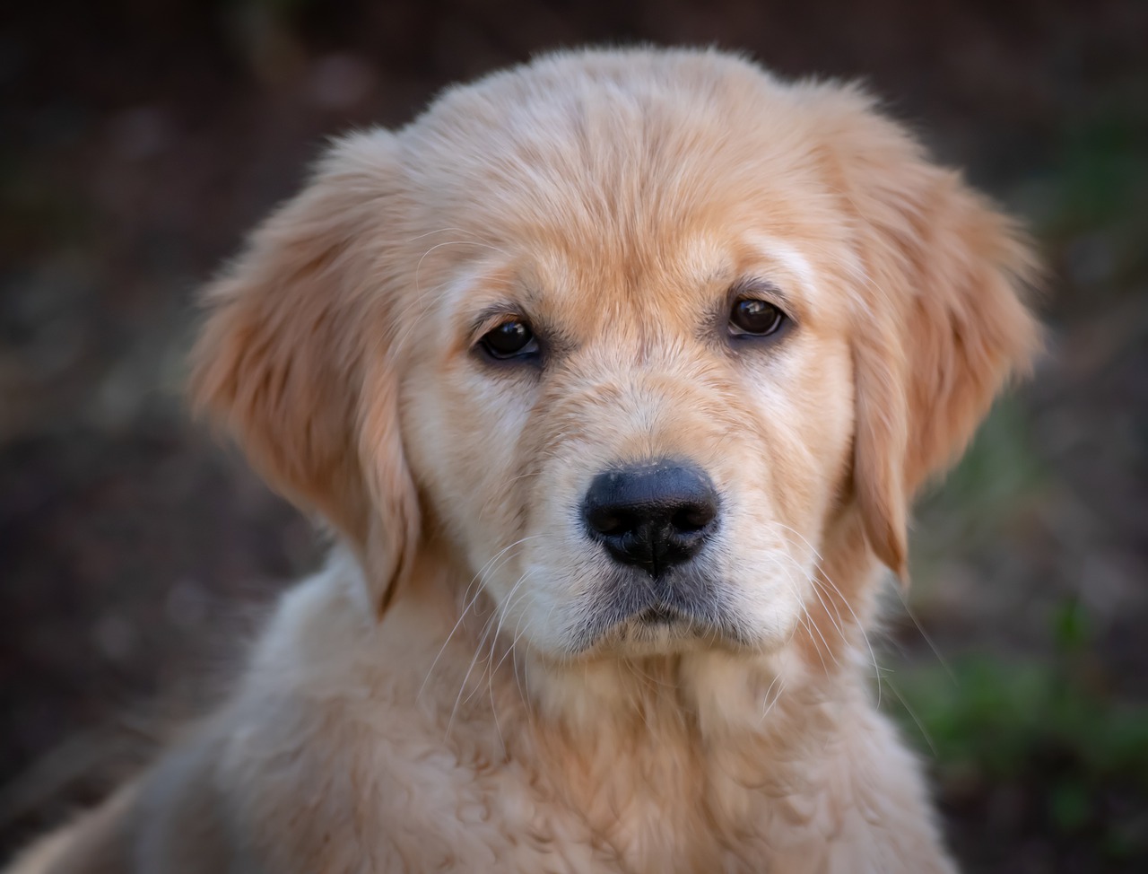dog  puppy  golden retriever free photo