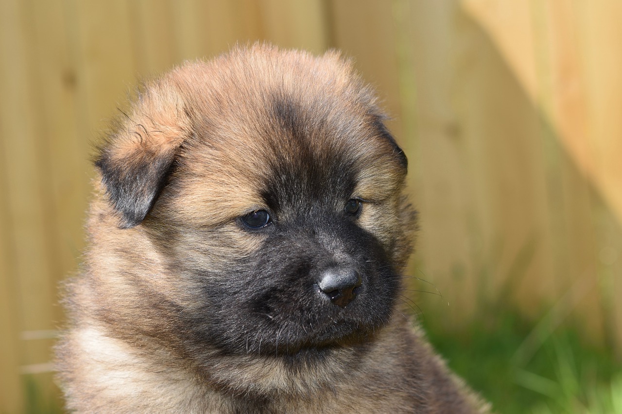 dog  small dog  eurasier puppy free photo