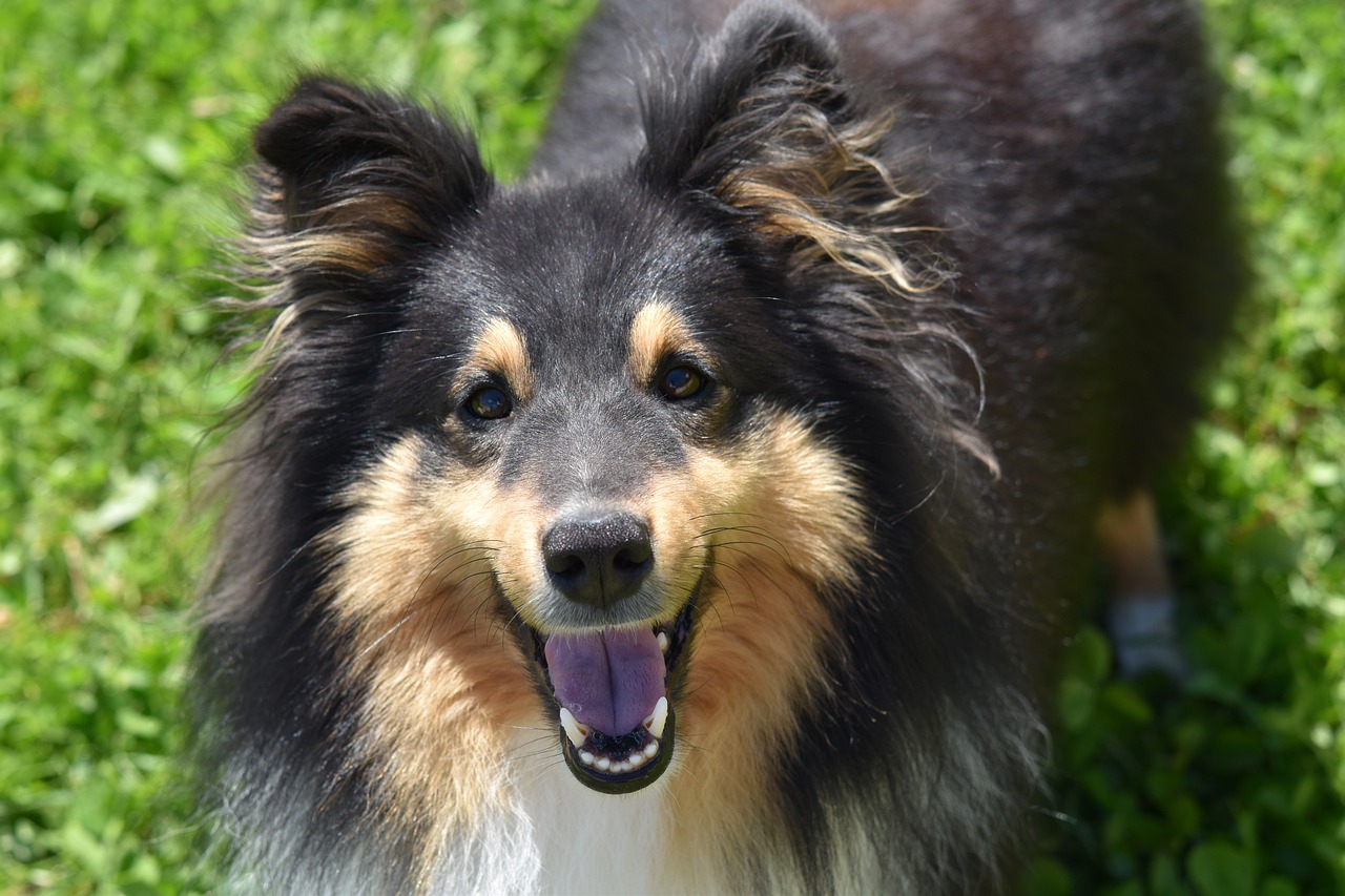 Download free photo of Dog, dog berger shetland, dog me love, color tri ...
