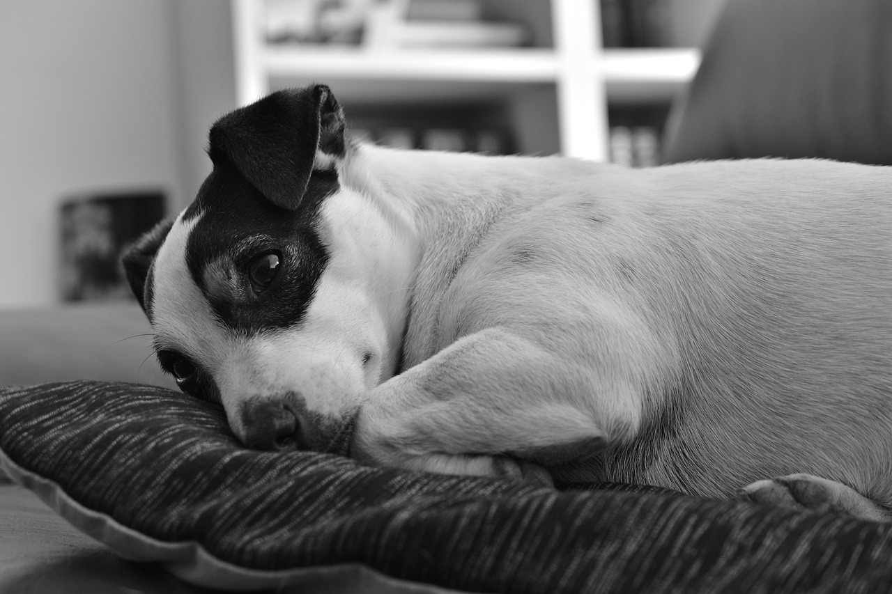 dog  jack  russel free photo