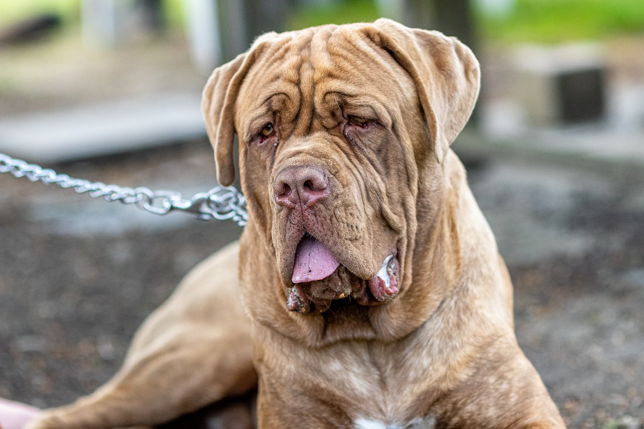 dog  bordeaux mastiff  dog bordeaux free photo