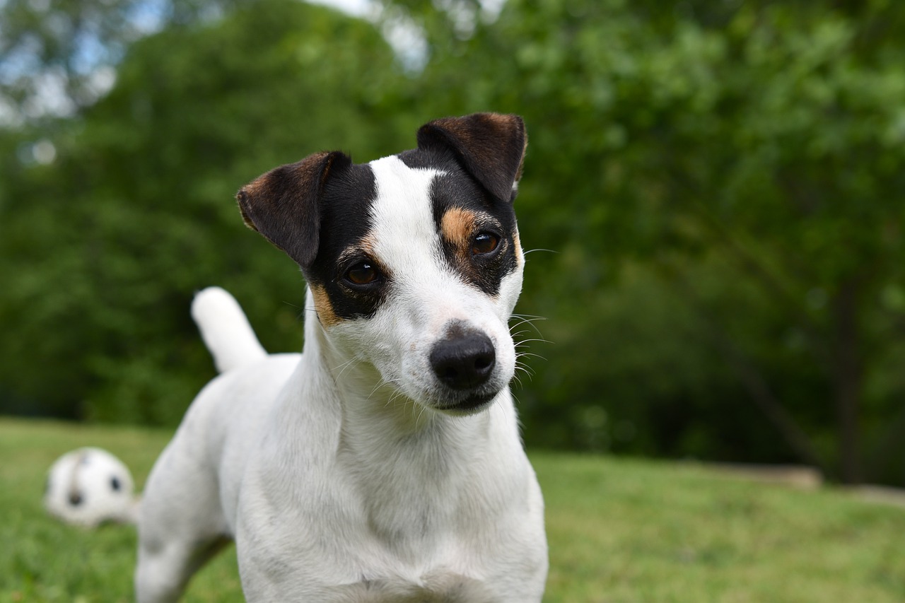 dog  jack russel  animal free photo