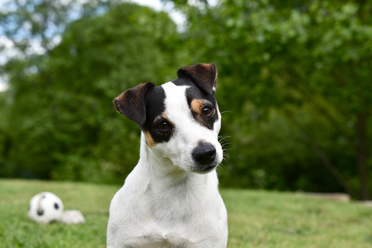 dog  jack russel  animal free photo