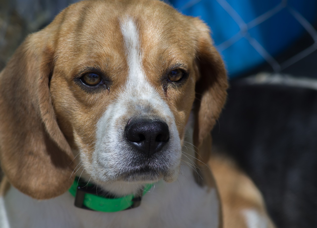 dog  hunting beagle  necklace free photo