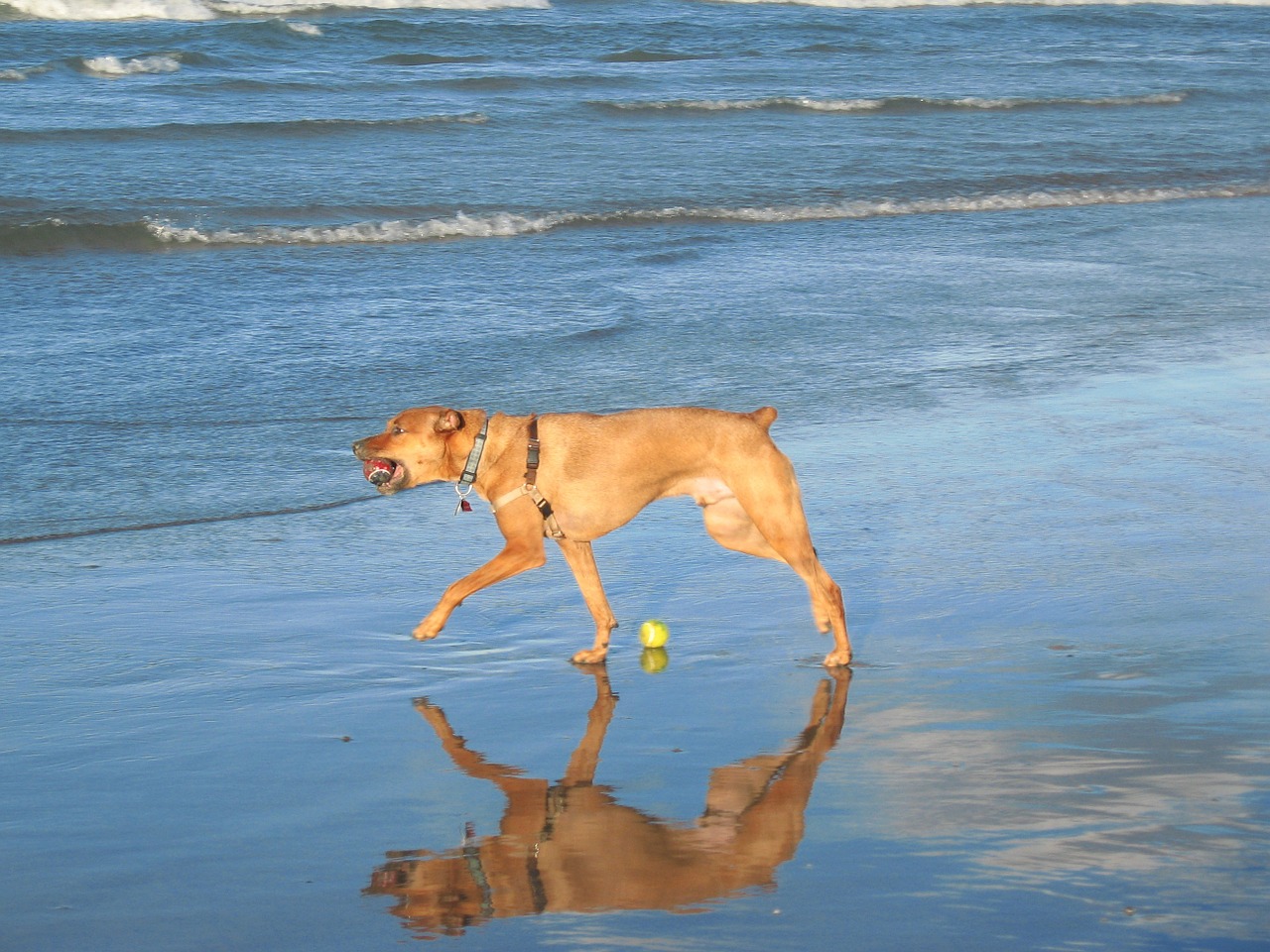 dog walk beach free photo