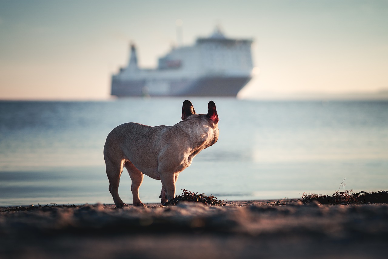 dog  ship  sea free photo