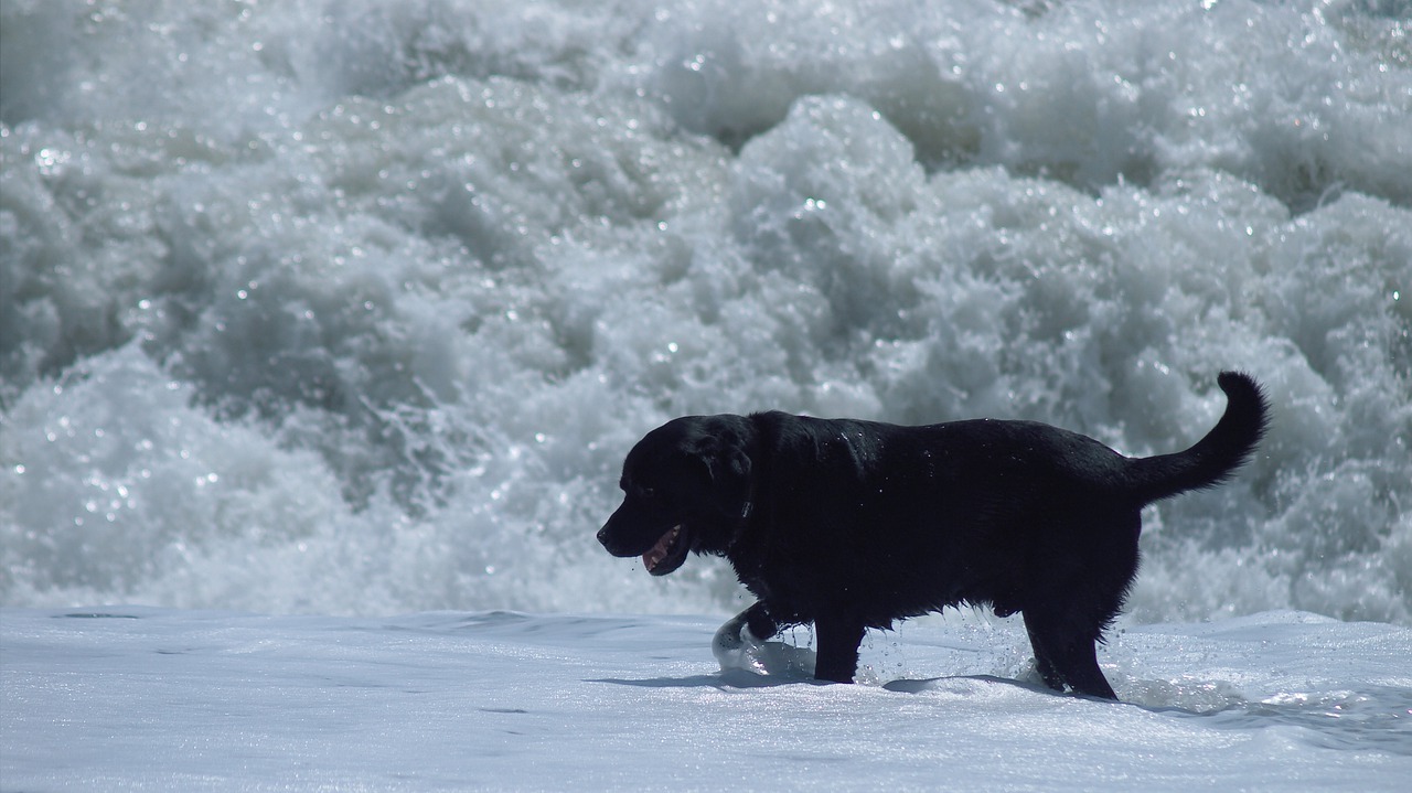 dog  sea  wave free photo