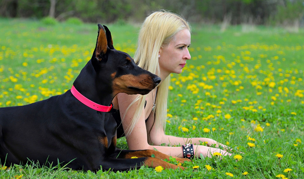 dog  doberman  friendship free photo