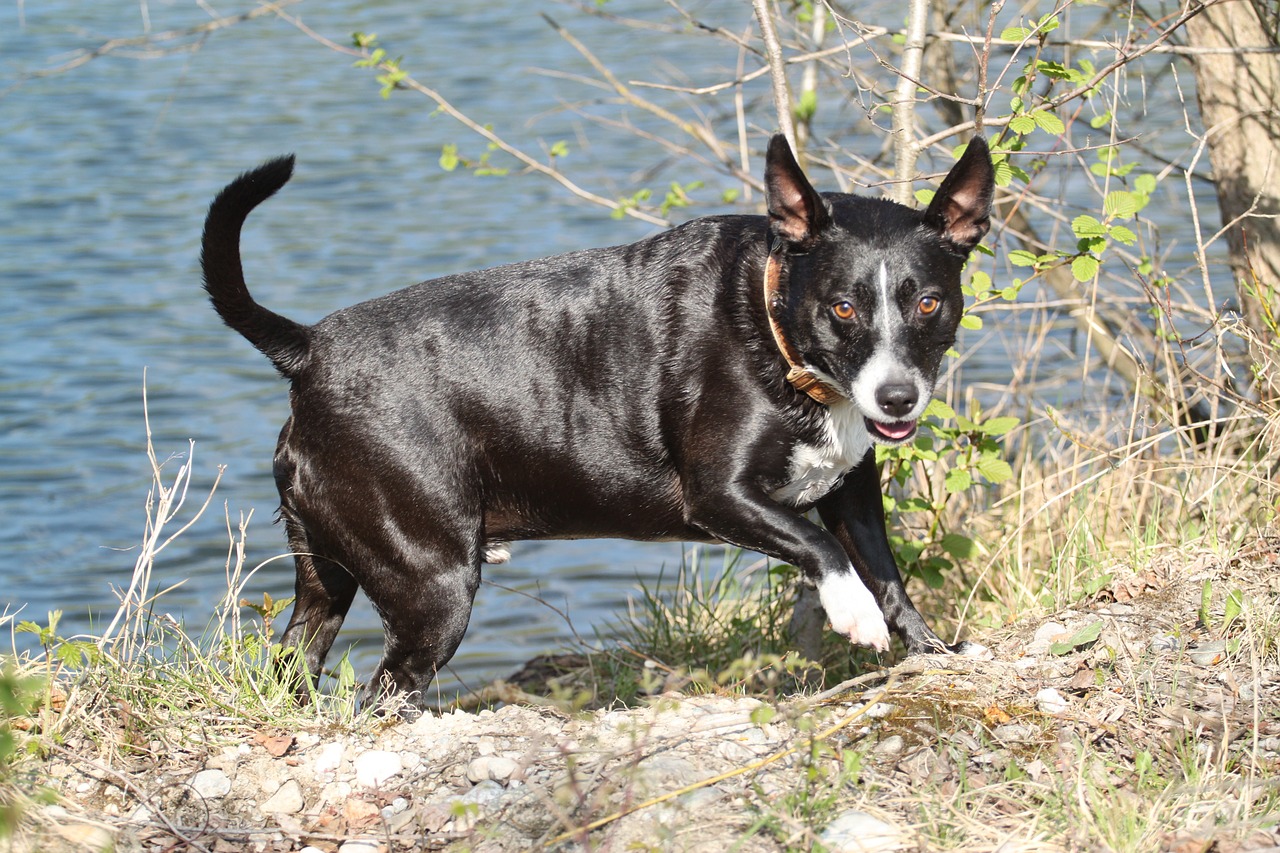 dog water lake free photo