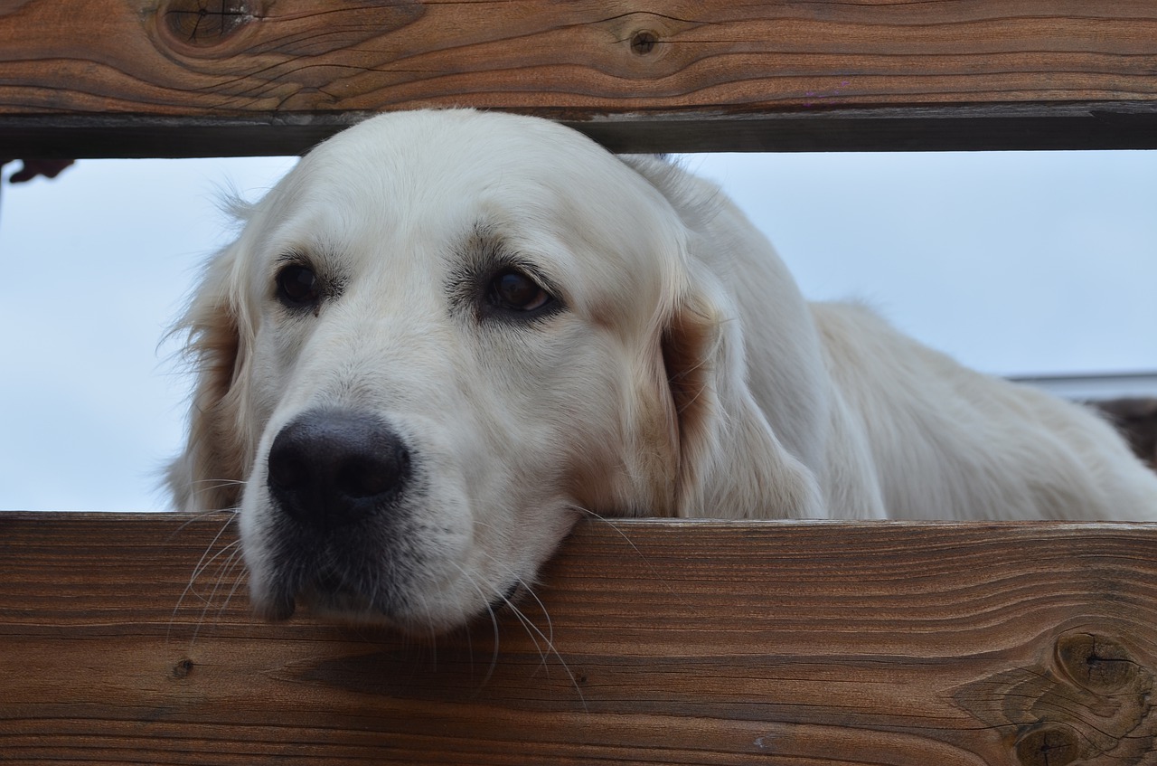 dog  retriever  view free photo