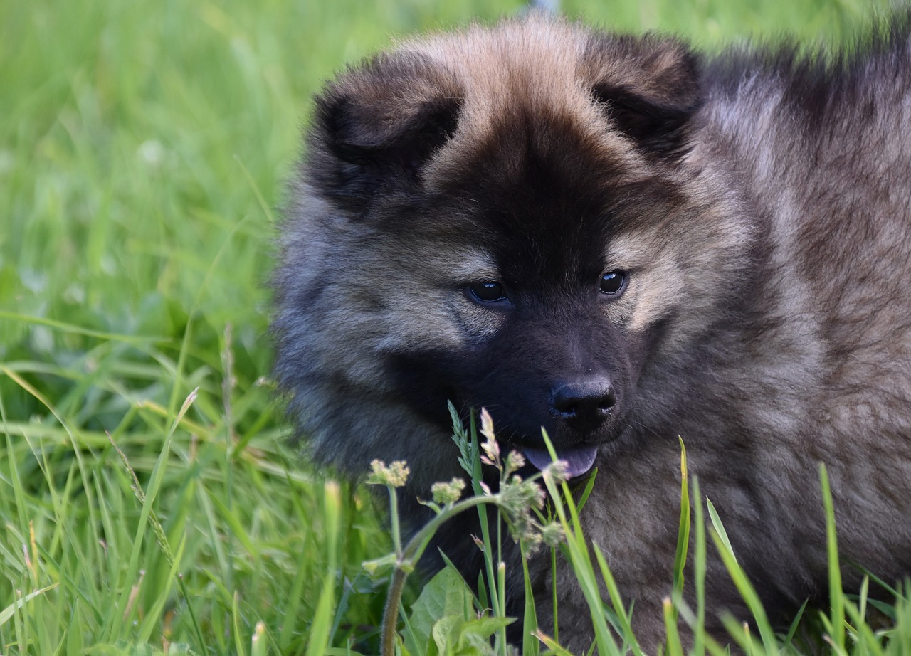 dog  puppy  pup free photo