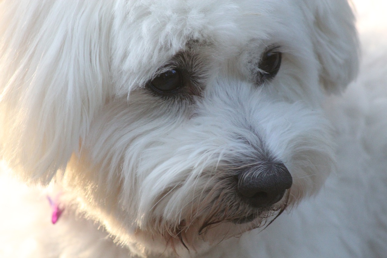 dog  fluffy  white free photo