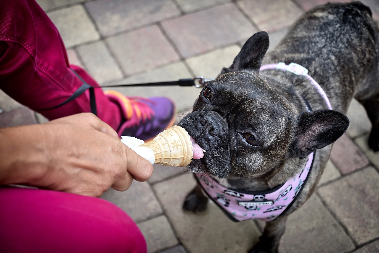 dog  summer  ice cream free photo