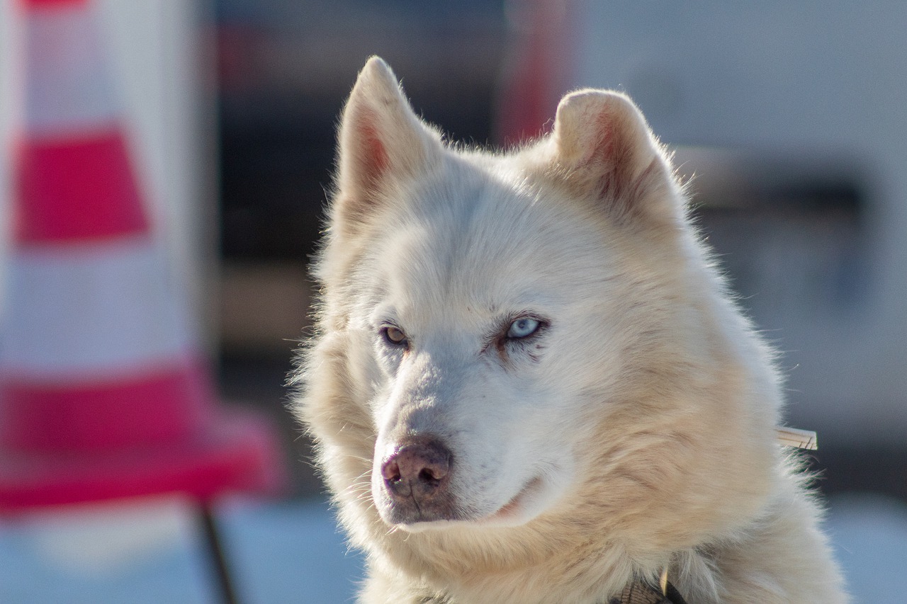 dog  snow  winter free photo