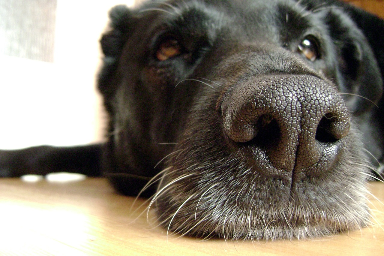 dog the nose snout free photo